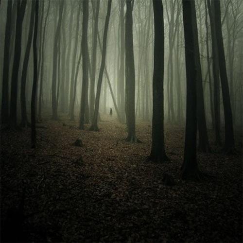 forest,lonely