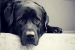 dog, animal